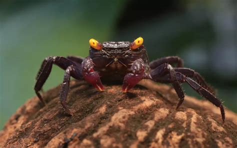 vampire crab tsuki|Vampire Crab Care: Complete Guide for Beginners .